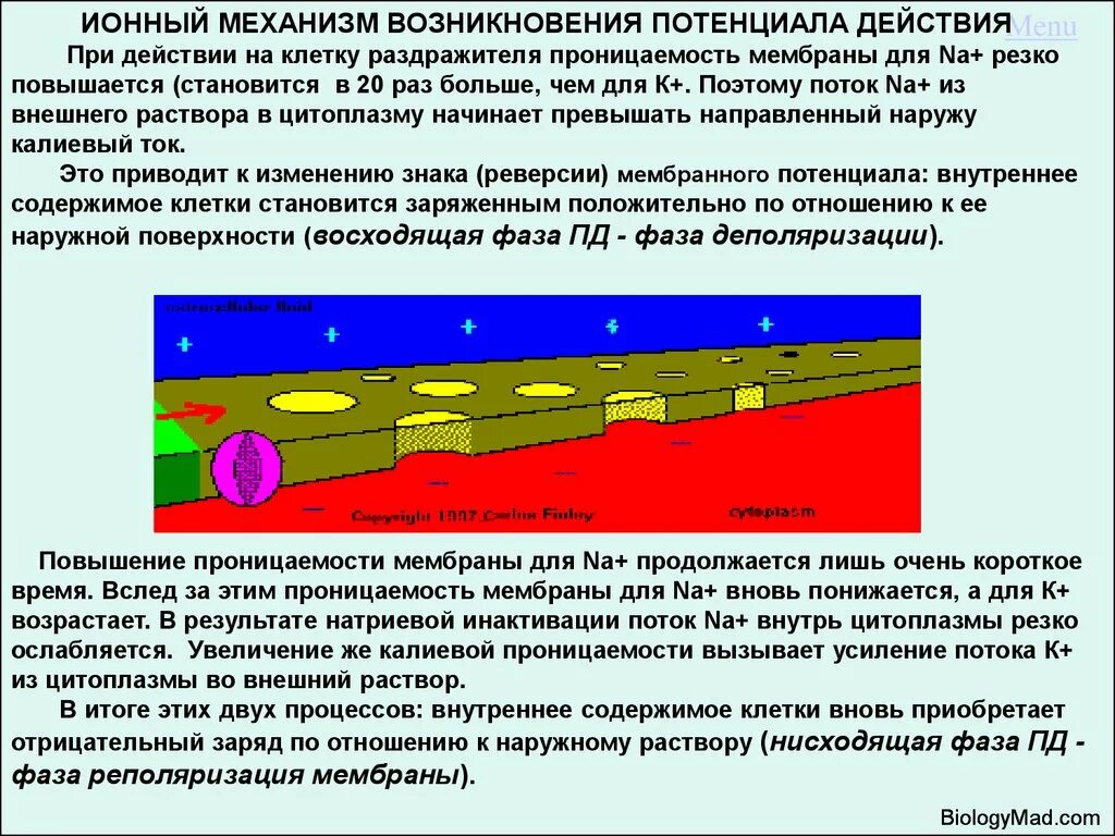 Мембранный потенциал. Механизм возникновения потенциала действия. Механизм возникновения потенциала действия. Ионные механизмы возникновения потенциала действия. Механизм формирования потенциала действия. Возникновение мембраны клетки