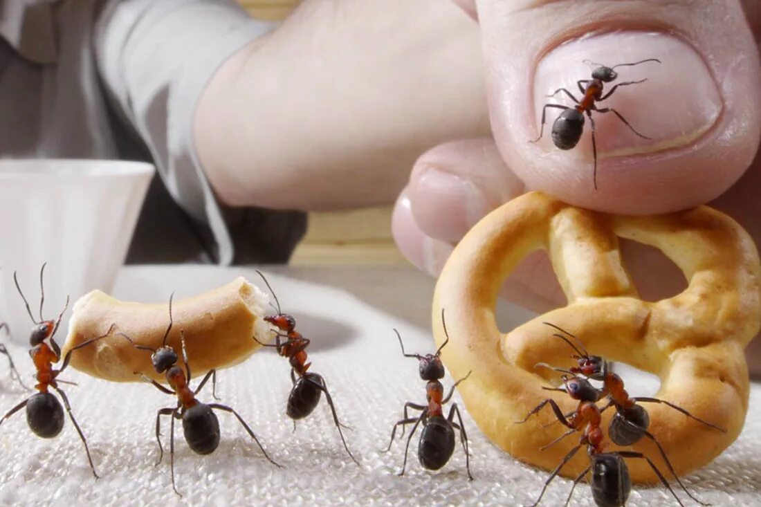 Борьба с муравьями в доме. Муравей и еда. Домашние муравьи. Муравьи в доме. Уничтожение муравьёв.
