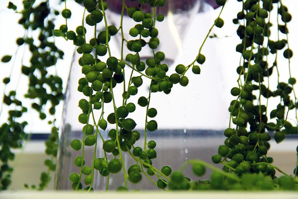 Цветок крестовник роули. Крестовник роули лимоновидный. Крестовник сенецио. Крестовник уход. Крестовник уход.