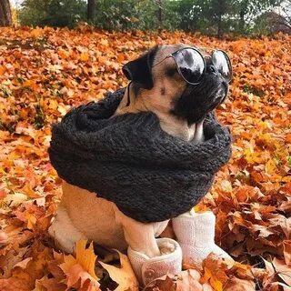 Осень похолодало