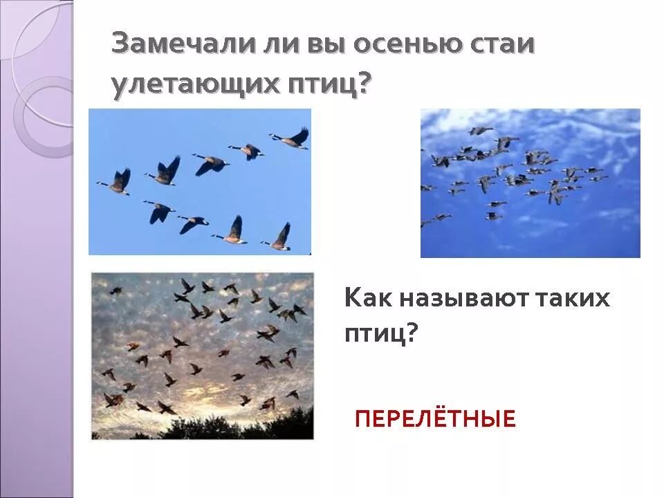 Какие перелетные птицы улетают в теплые края. Стаи перелетных птиц осенью. птицы которые улетают на юг стаями. собираются в стаи и улетают. причины перелета птиц в теплые края.