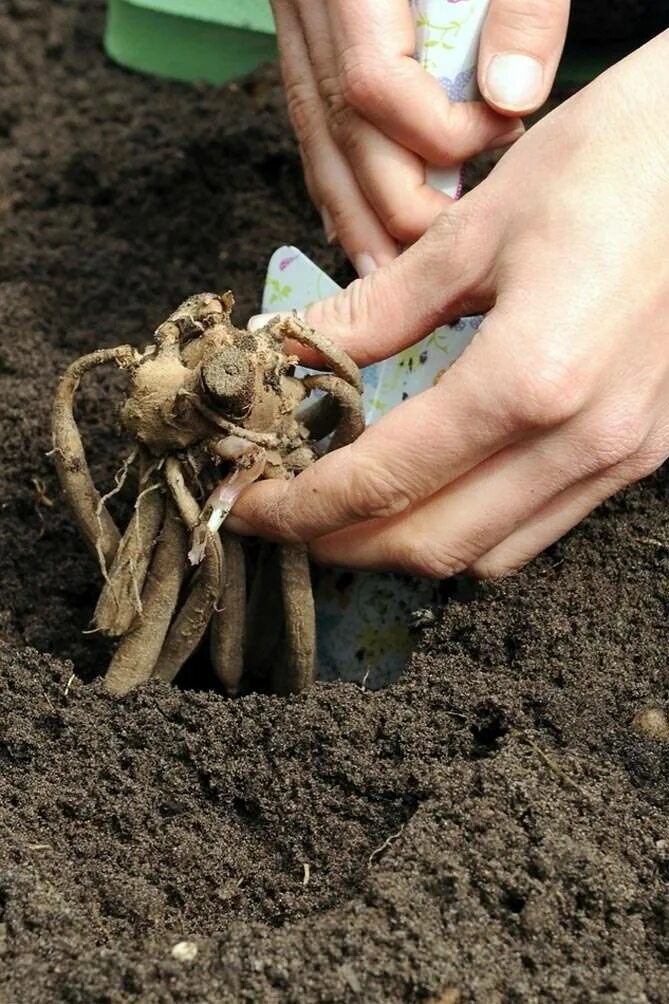 На какую глубину сажать георгины. Георгины многолетние луковицы. георгины однолетние клубни. георгины клубневые низкорослые.