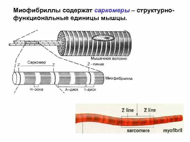 Миофибриллы состоят из. Строение мышцы миофибриллы. Структурные элементы миофибриллы схема. Миофибриллы строение и функции. Миофибриллы это в анатомии.