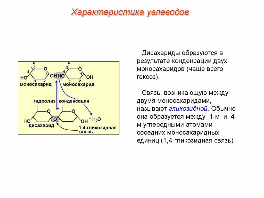 Тип связи углеводов. Связь между моносахаридами. Углеводы образуются в результате. Углеводы образованы атомами. Моносахариды образуются в результате