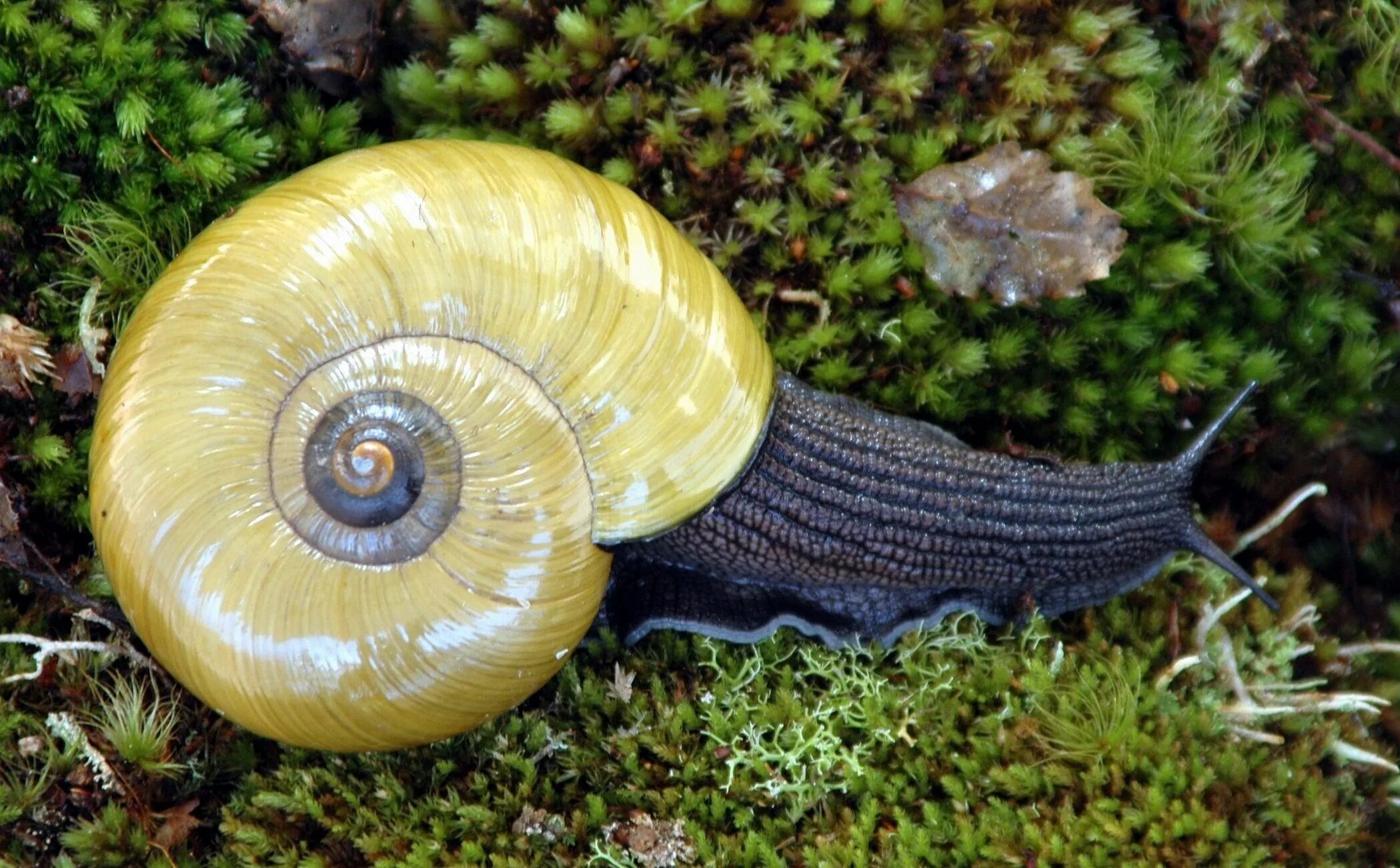 Powelliphanta. Powelliphanta улитка. Брюхоногие моллюски гастропода. Брюхоногая улитка.