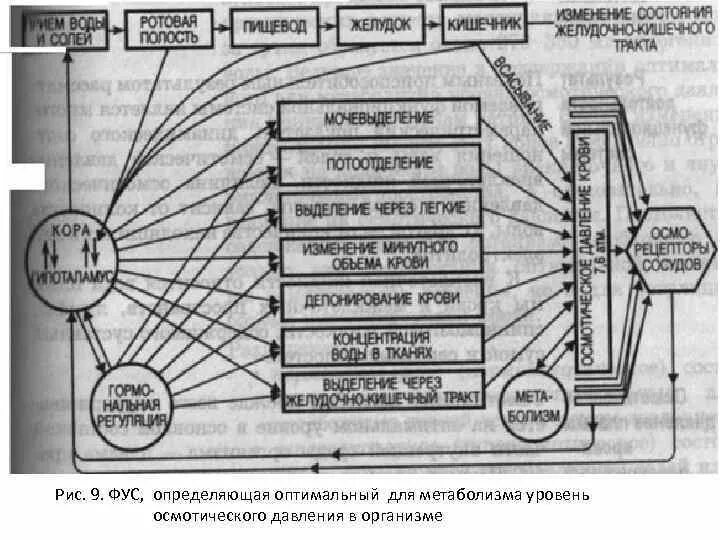 Функциональная система осмотического давления. Схема функциональной системы осмотического давления. фус обеспечивающая постоянство осмотического давления крови. фус регуляции газового гомеостаза.