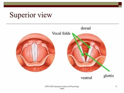 Superior view