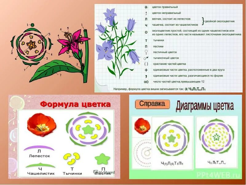 Как составить формулу цветка. Формула цветка яблони биология 6 класс схема. формула цветка вишни 6 класс. вишня мелкопильчатая диаграмма цветка. формула цветка вишни биология.