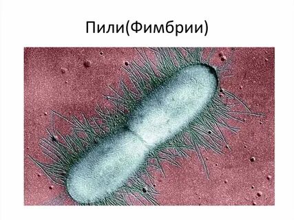 Пили это