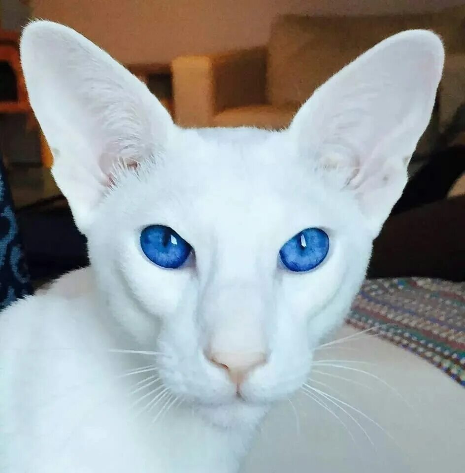 Ориентальная порода Форин Вайт. Ориентальная кошка голубая. Белый Ориентал форинвайт. Форин Вайт кошка.