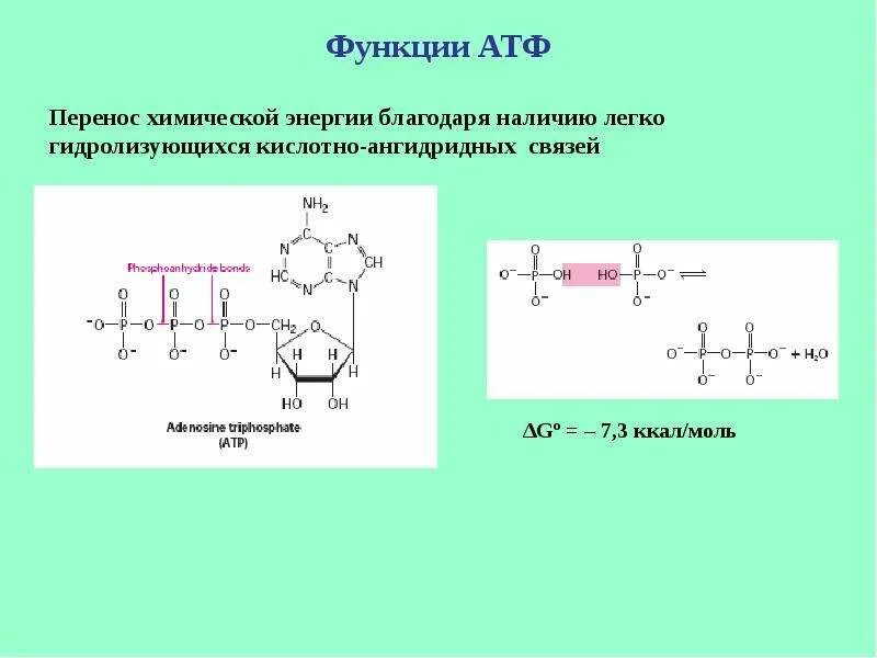 Какие функции выполняет молекула атф. Функции молекулы атф. функции атф биохимия. роль атф. роль атф биохимия.