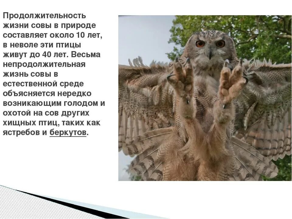 Сколько живут вовы. Плохого парня вовой не назовут. Сколько живут вовы. Сколько живут вовы. Где живет вова.