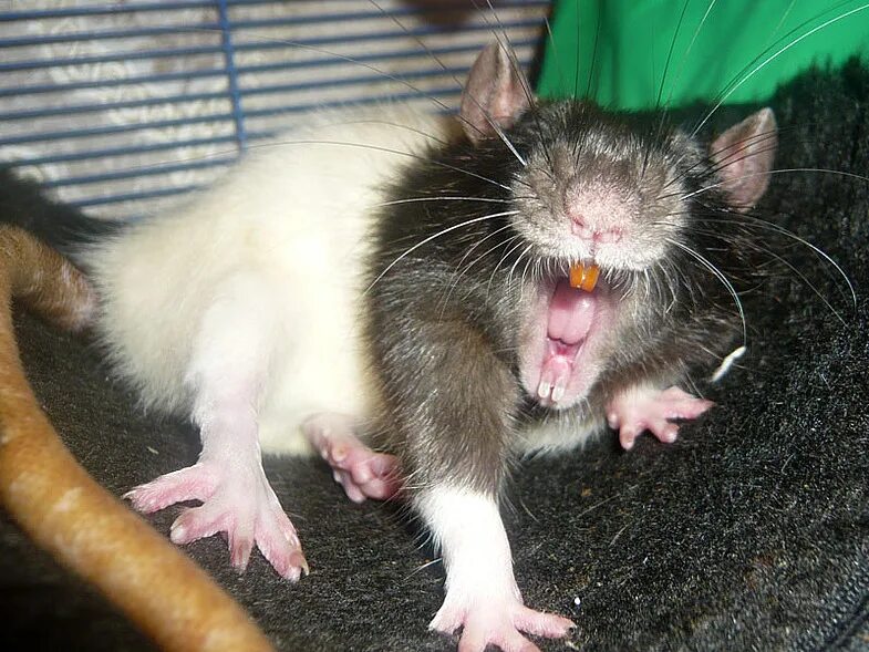 Дамбу съели мыши. Мышь и крыса. Различие между крысой и мышью. Маленькая крыса и мышь. Крысенок и мышонок.