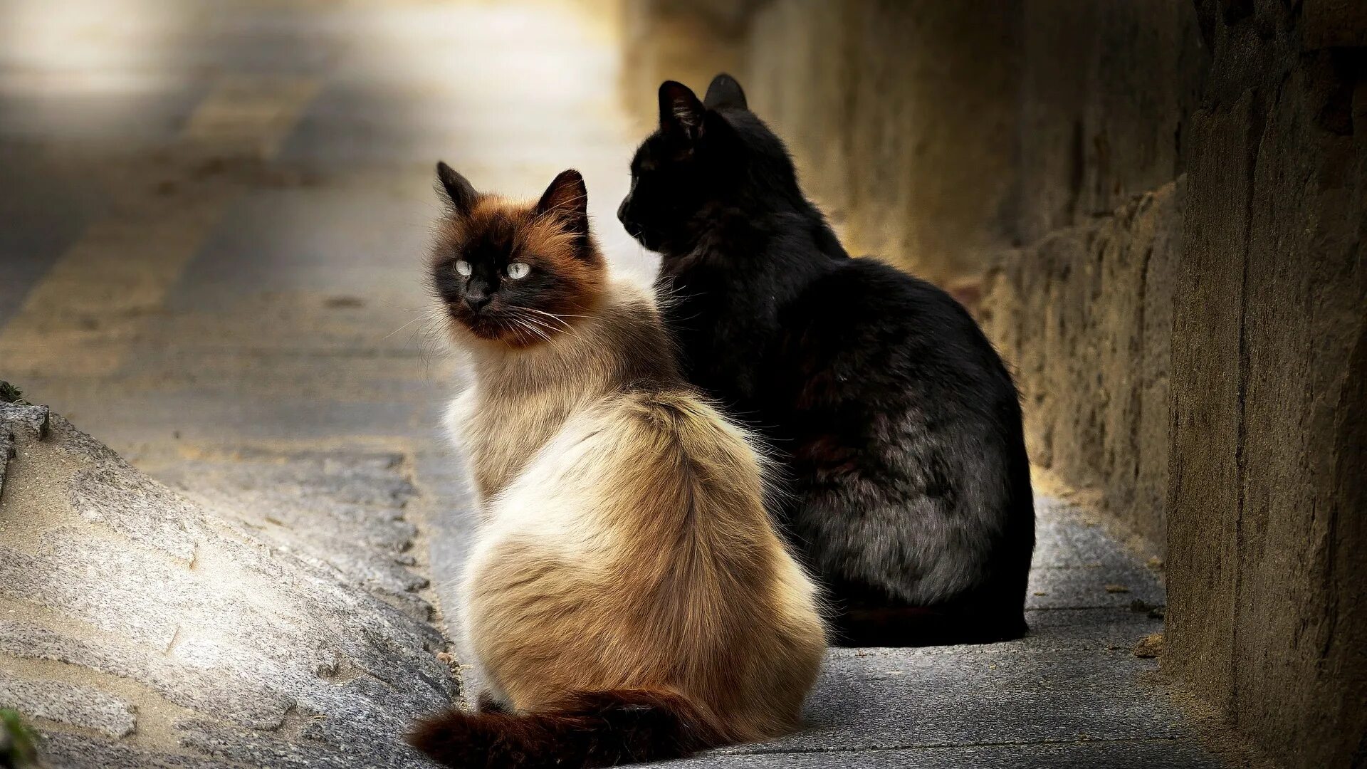 Жить без кошки грустно как то несерьезно. Чёрный кот. Кошки на рабочий стол. Два кота. Две кошки сидят.
