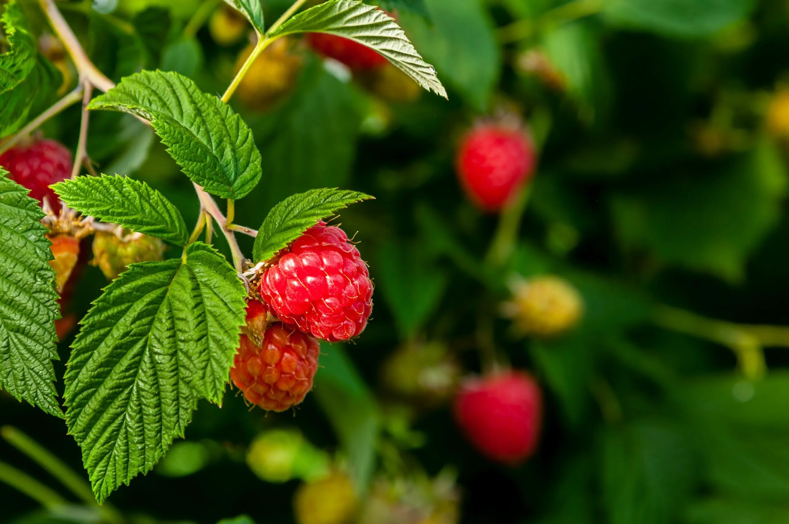 Малина обыкновенная кустарники. Малина Rubus idaeus. Малина Лесная -Rubus idaeus. Малина Зоренька Алтая. Малина Rubus spectabilis.