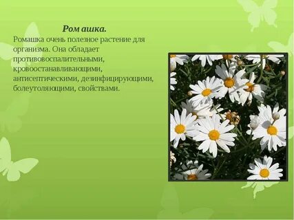 Лекарственные растения в жизни человека