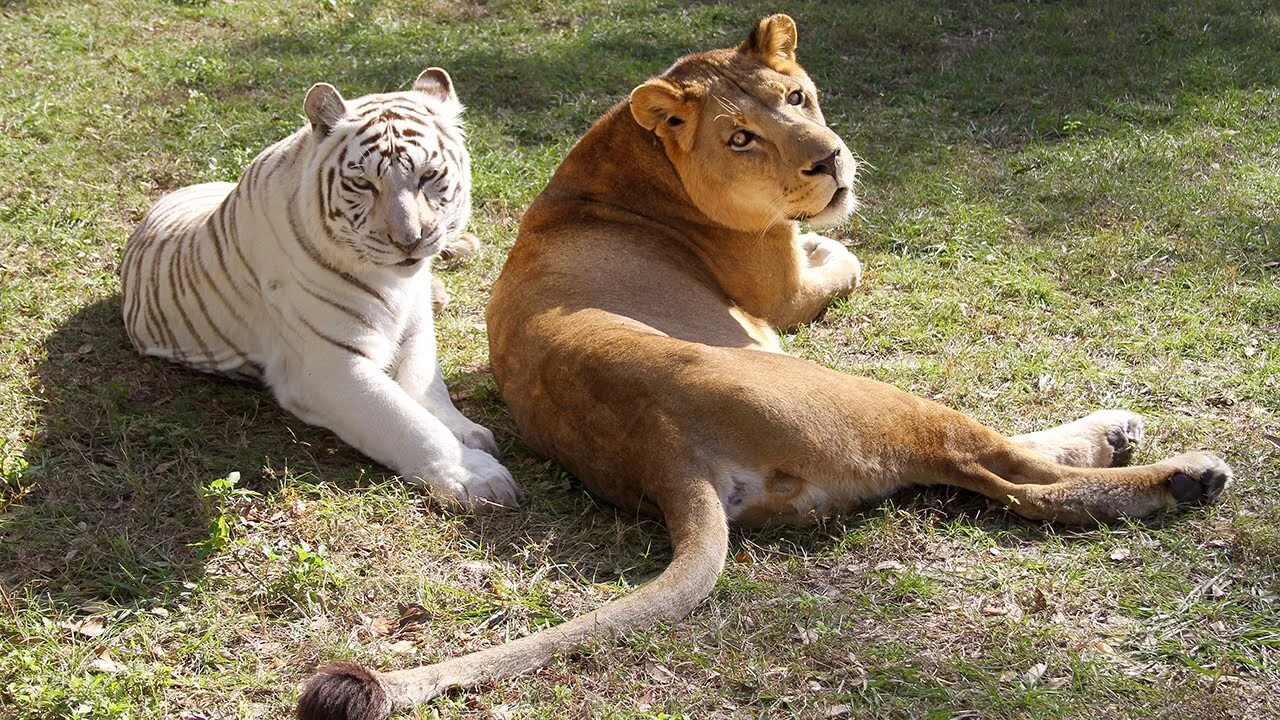 The tiger is large. Лев и тигр. Тигр и львица. Львица и тигрица. Лев и тигр фото.