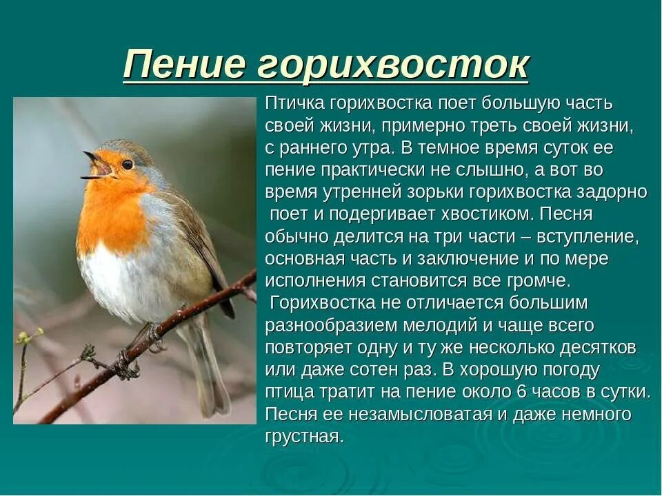 Горихвостка самец пение. Зорька горихвостка. Обыкновенная горихвостка описание. Сибирская горихвостка самка.