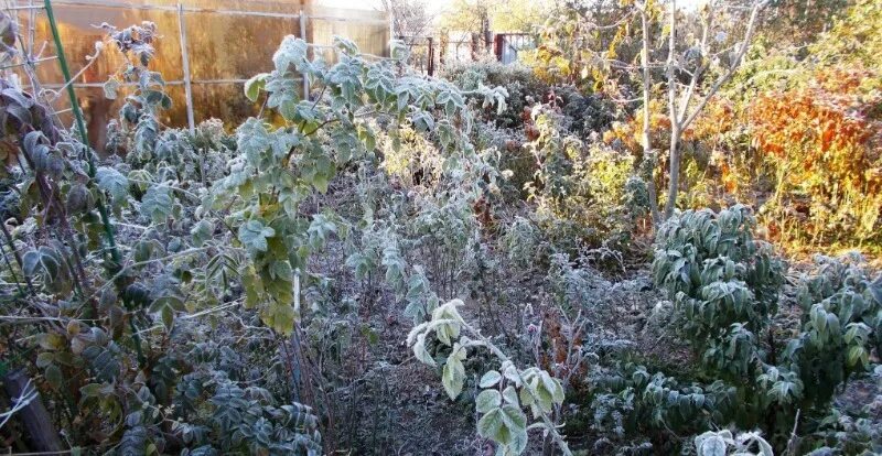 Заморозки на огороде. Весенний заморозок. Осенние заморозки огород. Заморозок на даче.