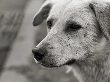 Про бездомных собак