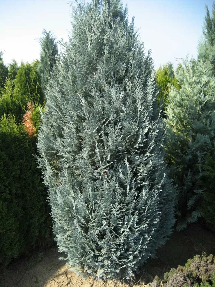 Blue Surprise. Zones 5-10. Grows 5-6 ft tall in a spiral fashion. Растения, Поса