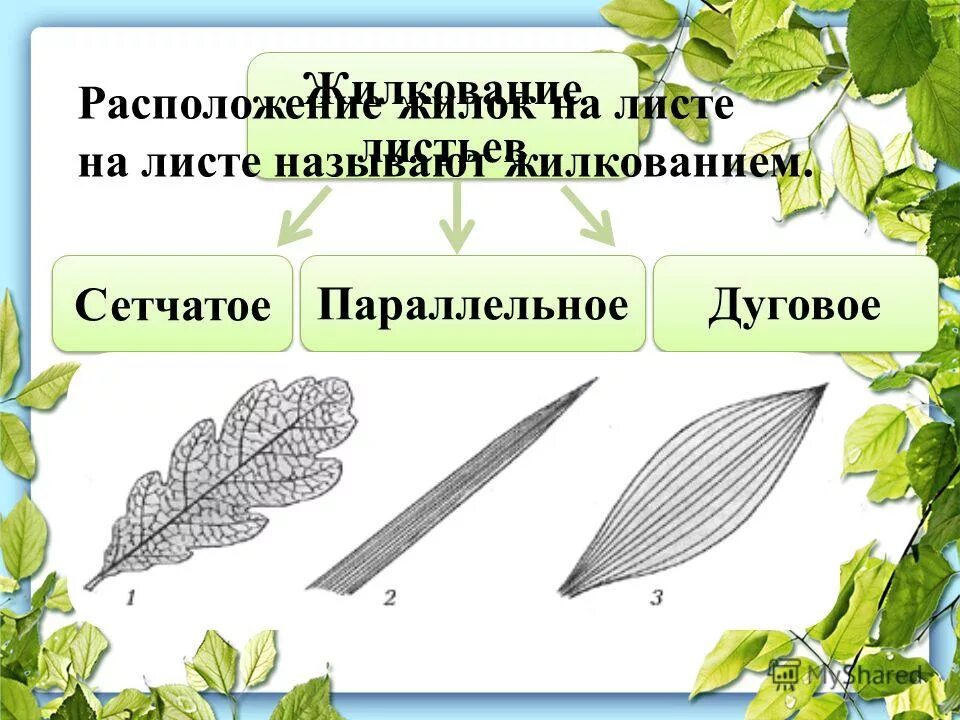 Диагностическая работа № 3 по биологии в формате ГИА 2017