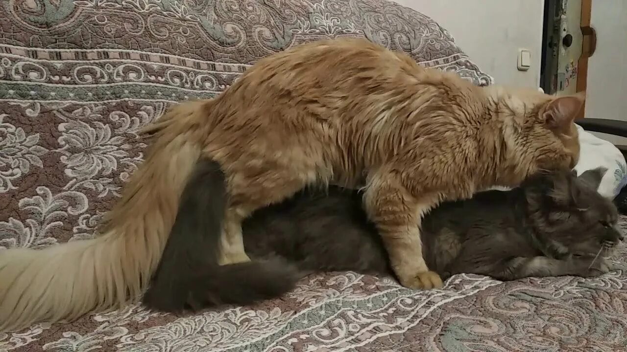 Кот после вязки