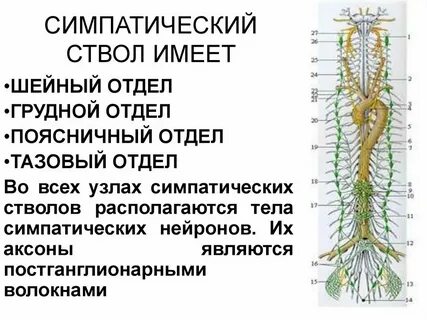Нервные спинные узлы и нервные ганглии