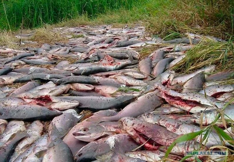 В моем детстве в реке была рыба. Рыба камчатки. выбрасывают рыбу на камчатке.
