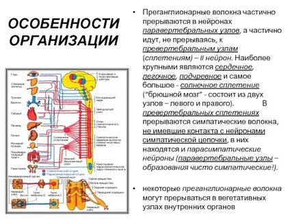 Преганглионарные волокна спинного мозга образованы