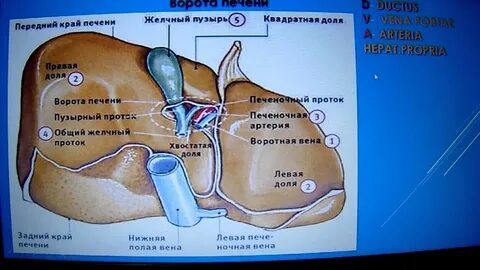 Ворота печени расположены