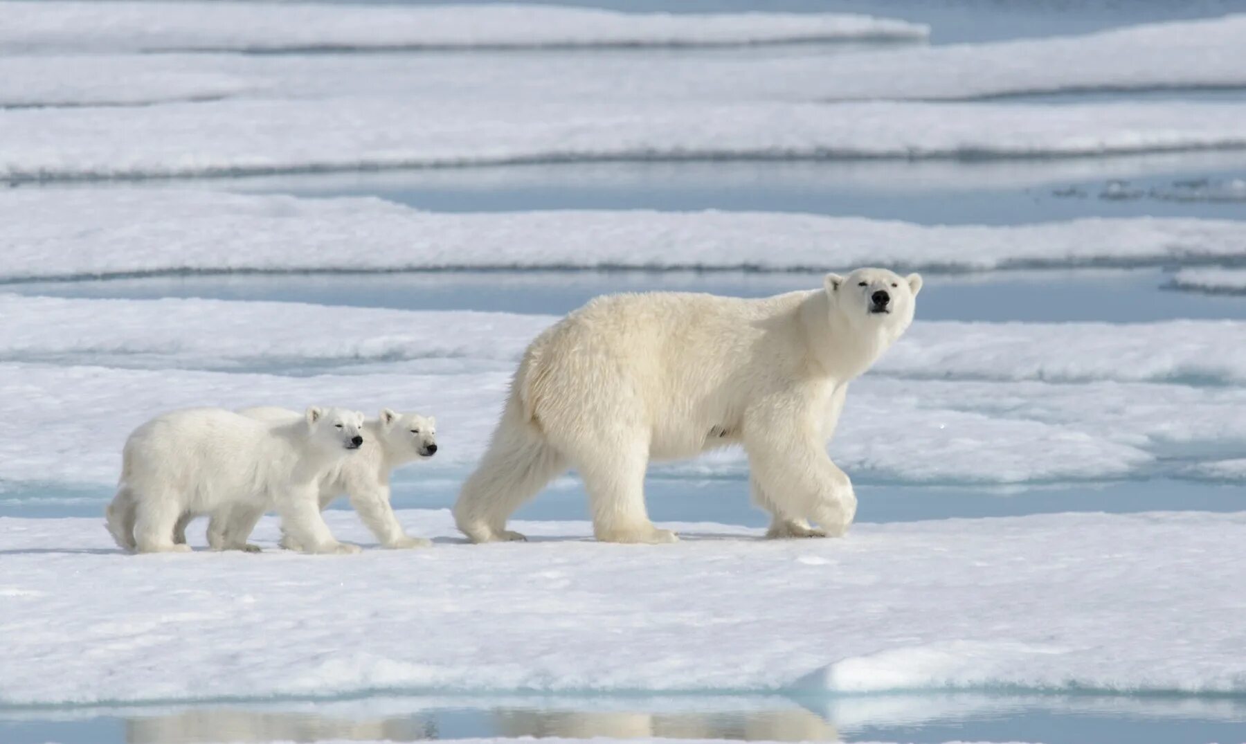 Белые медведи в Антарктиде. Северный Ледовитый океан белый медведь. Белый медведь Северный полюс. Полярные медведи (Северные медведи) Касли.