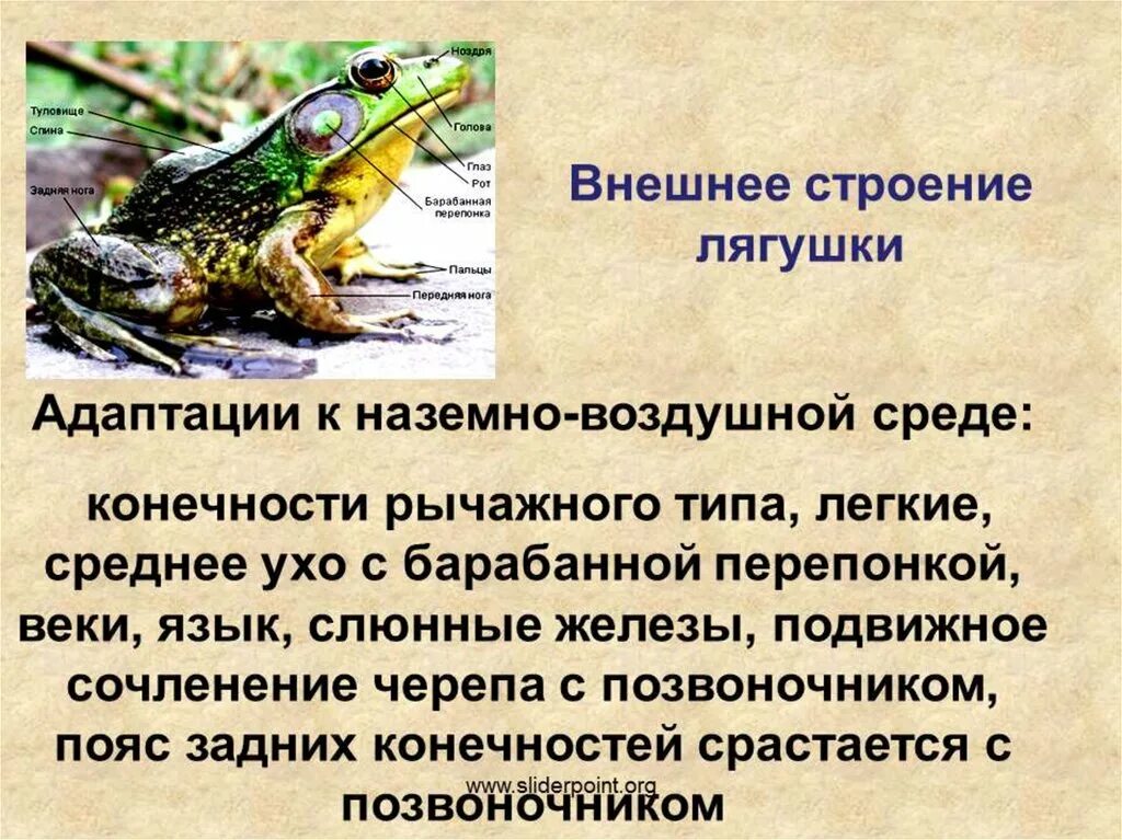 Особенность среды обитания земноводных