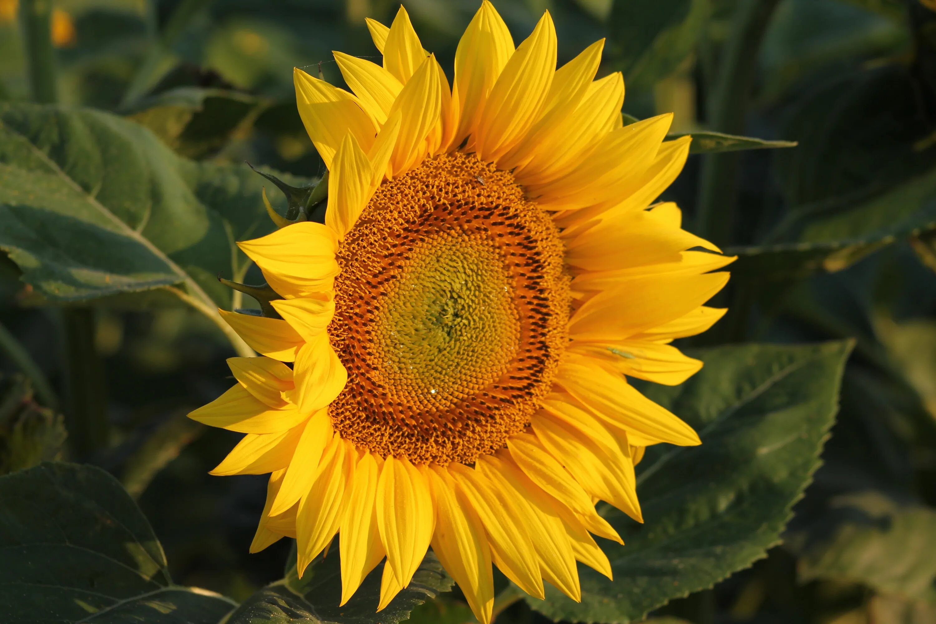 Подсолнечник соцветие. Helianthus annuus. Helianthus annuus Sunflower. Подсолнечник летний (Helianthus annuus) "Amalfi f1" (Golden Orange). Helianthus annuus ботаника.