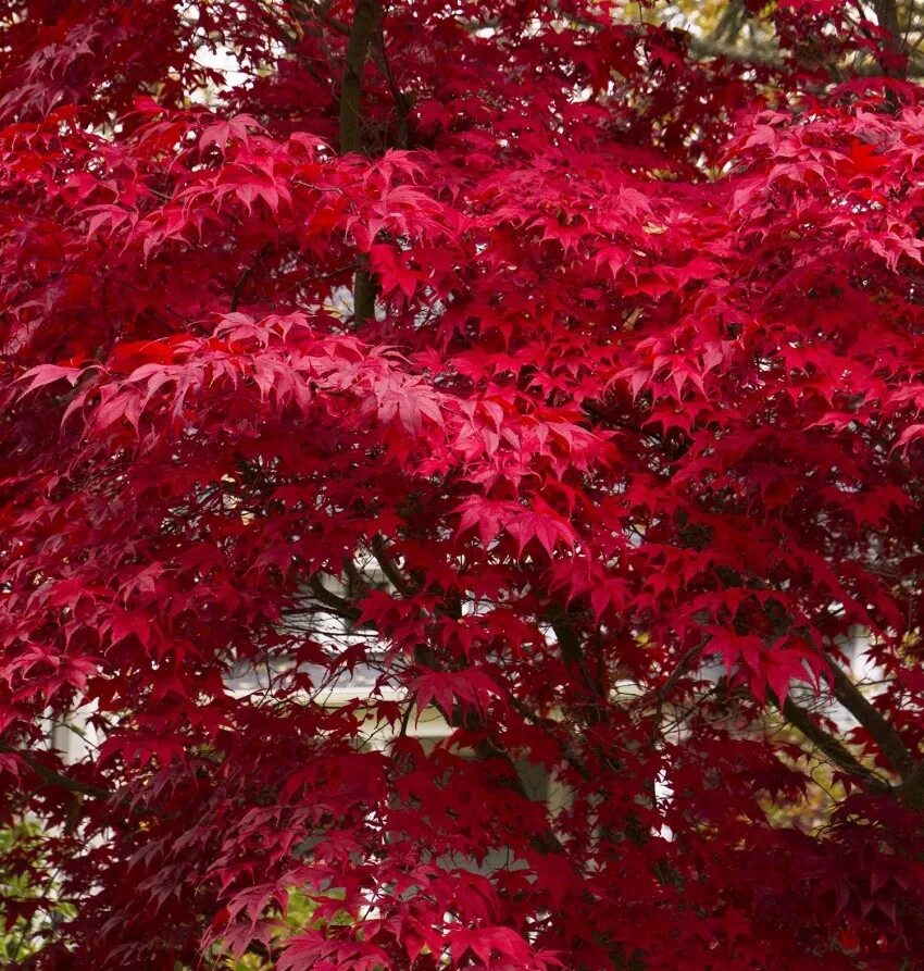 Красные деревья названия и фото. Клен японский краснолистный. Клён канадский краснолистный. Клен тонколистный красный. Клен мелколистный красный.