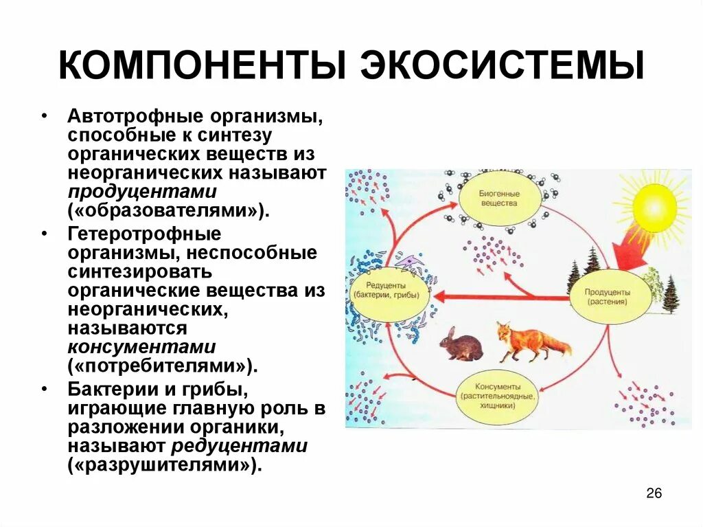 Роль организмов в биогеоценозе. Компонент экосистемы Минеральные соединения. Экосистема компоненты экосистемы. Компоненты экосистемы органические вещества. Элементы биогеоценоза.