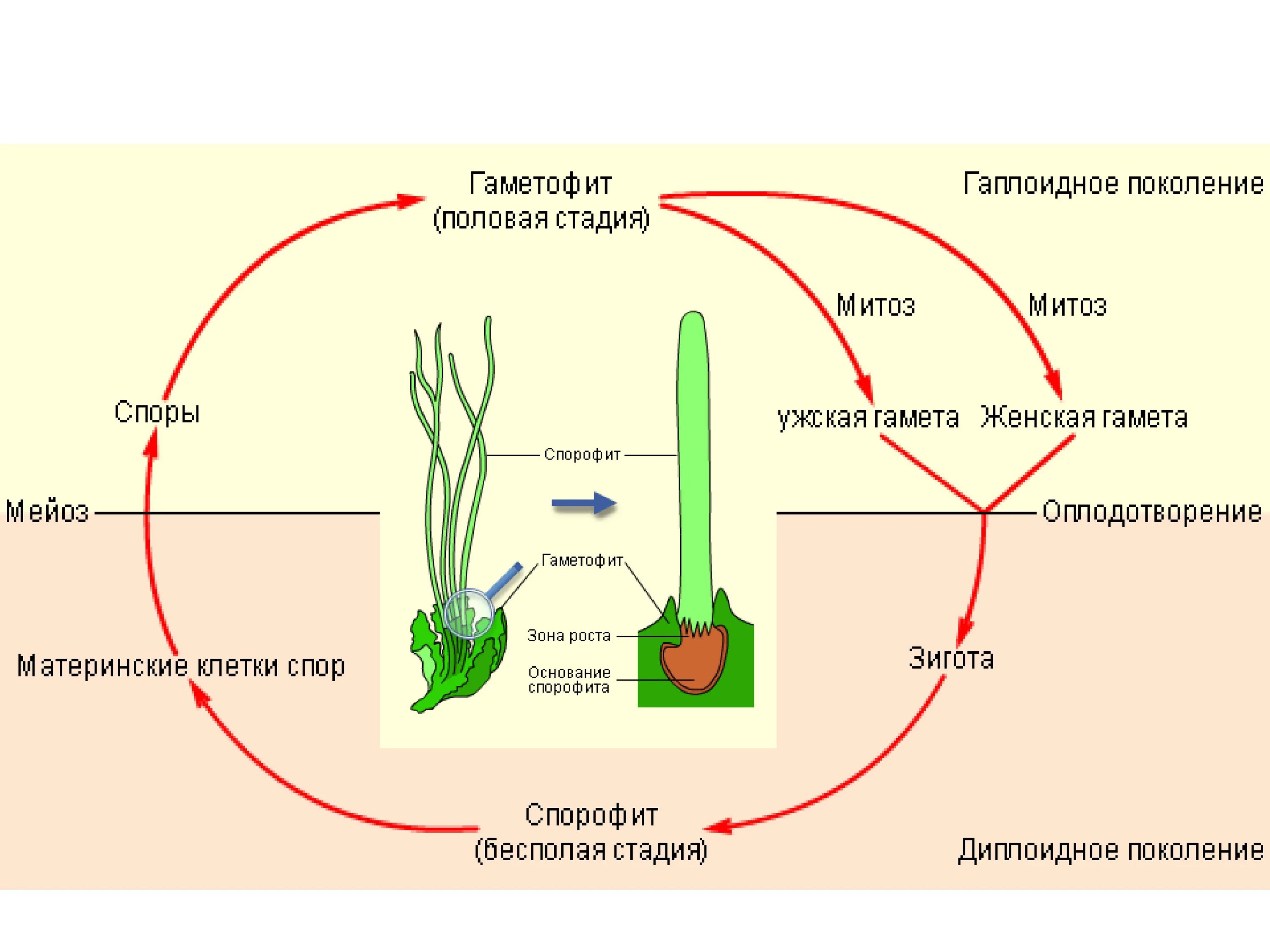 Поколение гаметофит представлено. Спорофит цветковых растений. Спорофит это в биологии 6 класс. Гаметофит. Гаметофит и спорофит.