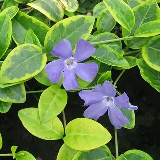 Vinca blue