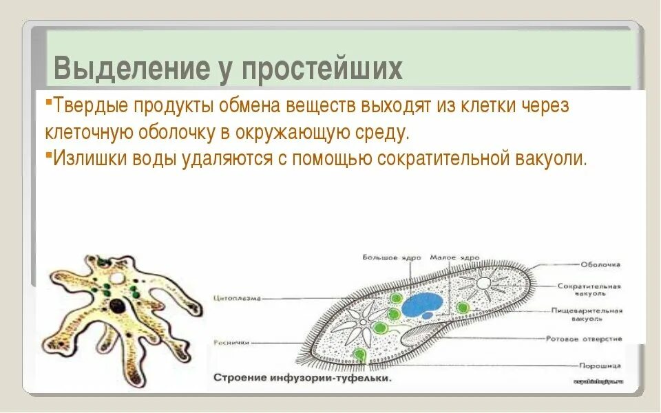 Выделение биология 6 класс кратко. Выделение веществ у животных. Выделение у простейших животных. Выделение у растений и животных. Органы выделения у простейших животных.