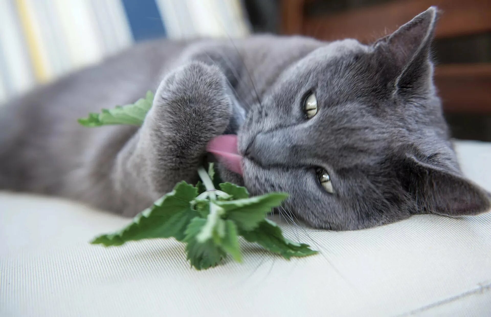 Почему котам нравится кошачья мята. Кошачья мята. кошка и кошачья мята. кот нюхает мяту. кот с мятой.