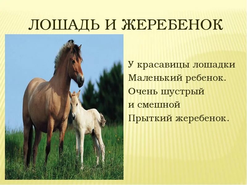 Предложения с словом конь. Информация о лошадях. Доклад про лошадь. Лошадь для презентации. Сообщение о домашней лошади.