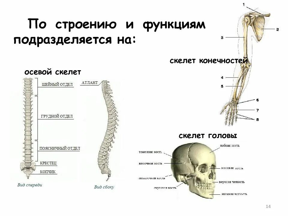Строение человека подразделяется на. Осевой скелет человека анатомия. осевой и добавочный скелет человека анатомия. таблица осевой скелет, скелет головы, скелет конечностей. общее строение скелета осевой скелет.