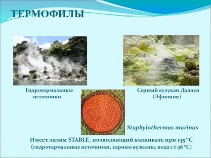 Термофилы