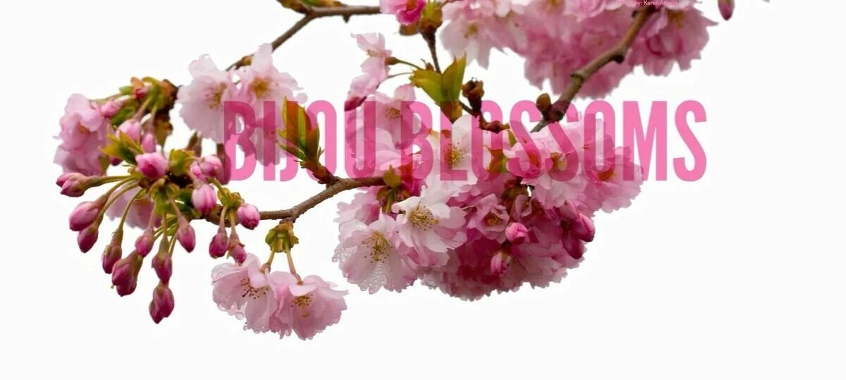 цветущие_веточки_деревьев ❤ liked on Polyvore featuring flowers, fillers, plants