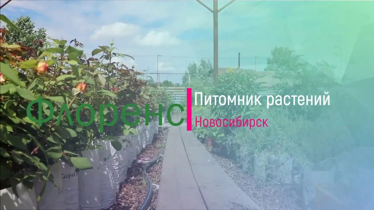Сады сибири. Надёжный сад новосибирск питомник. Новосибирские питомники саженцев. Питомник растений зубцов. Надёжный сад новосибирск питомник.
