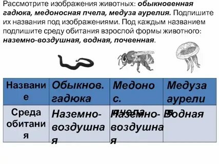 Какую среду обитания освоил заяц впр