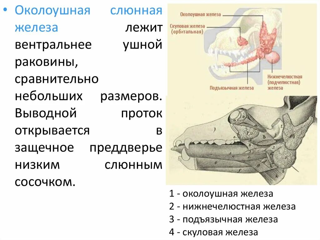 Выводное отверстие околоушной железы. Околоушная слюнная железа. Осолоушная слюнная желе. Околоушная железа открывается. Строение околоушной железы