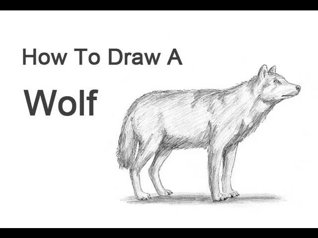 How to wolf. Рисунок из слова волк нарисовано. to own a wolf. how to do a wolf cut at home.