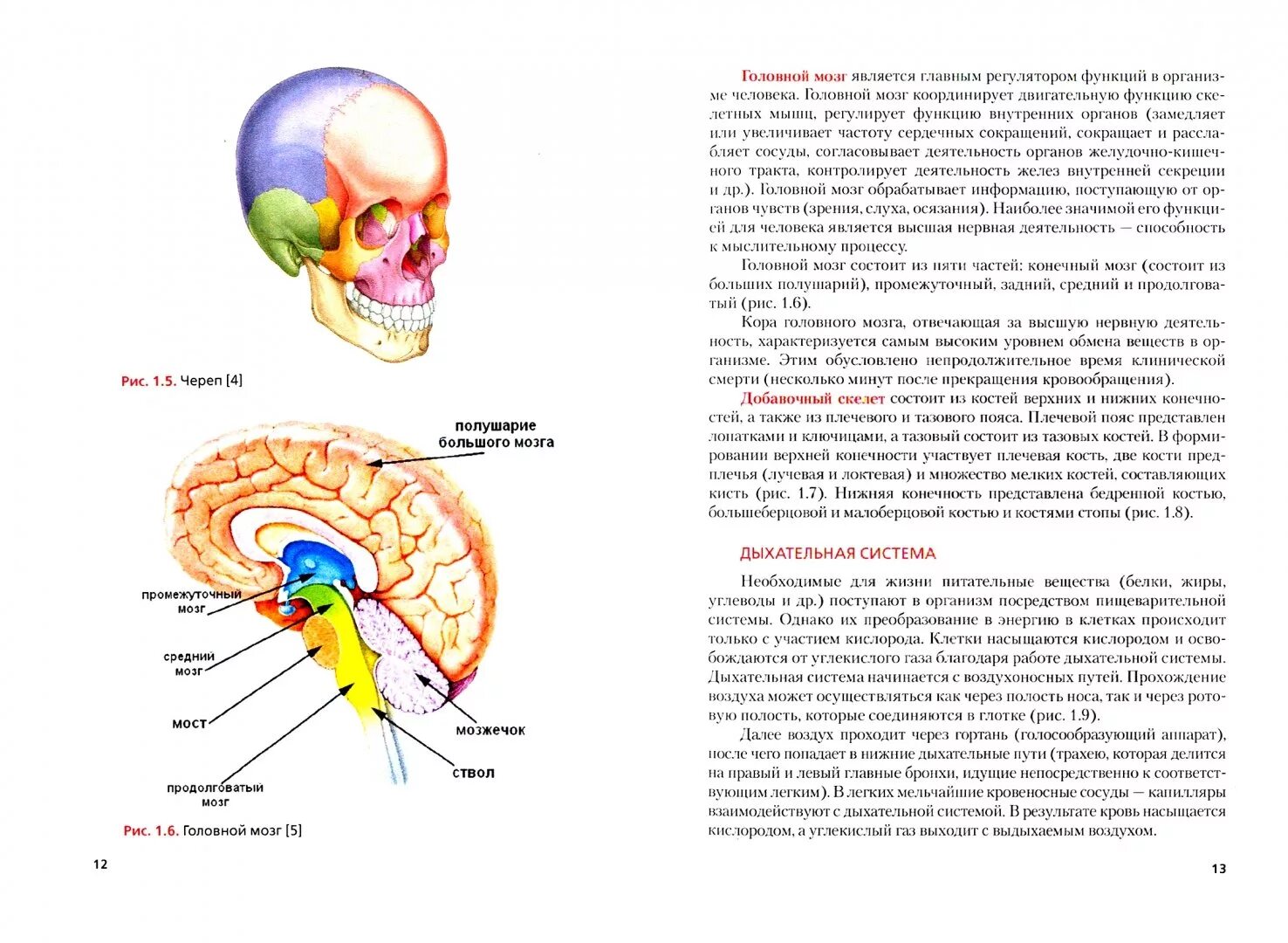 Brain 151. Головной рис.