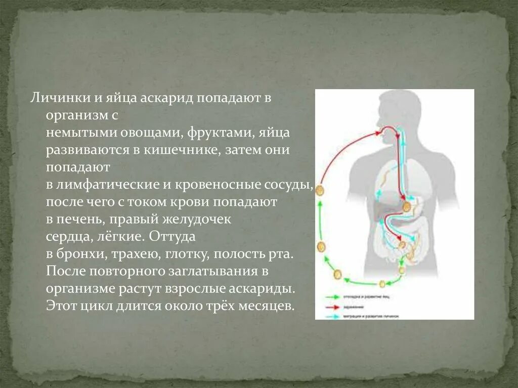 Какой вред могут причинять взрослые аскариды. Признаки человеческой аскариды. Аскаридоз у детей презентация. Аскарида клинические проявления. Этиология аскаридоза у детей.